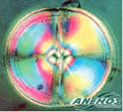 Ιδιότητες μαστίχας